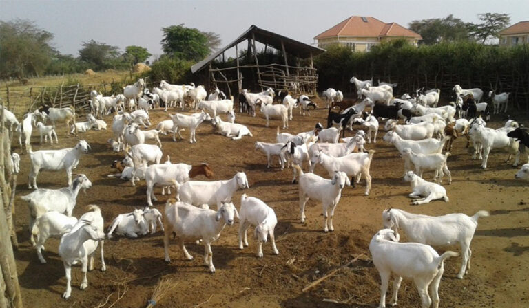 Goats National Agricultural Advisory Services