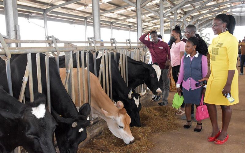 NAADS trains 540 youth leaders across the country in dairy farming in preparation to receive dairy cows