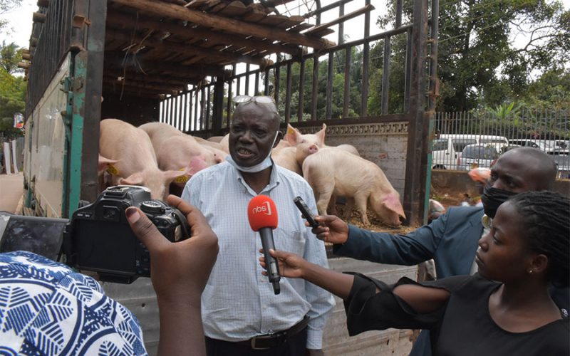 Farmers in Busoga receive 501 improved pigs from NAADS