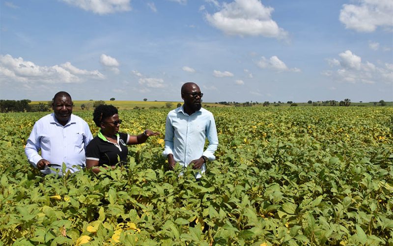 Farmers Commend Gov’t and NAADS for the Oil Seeds Support
