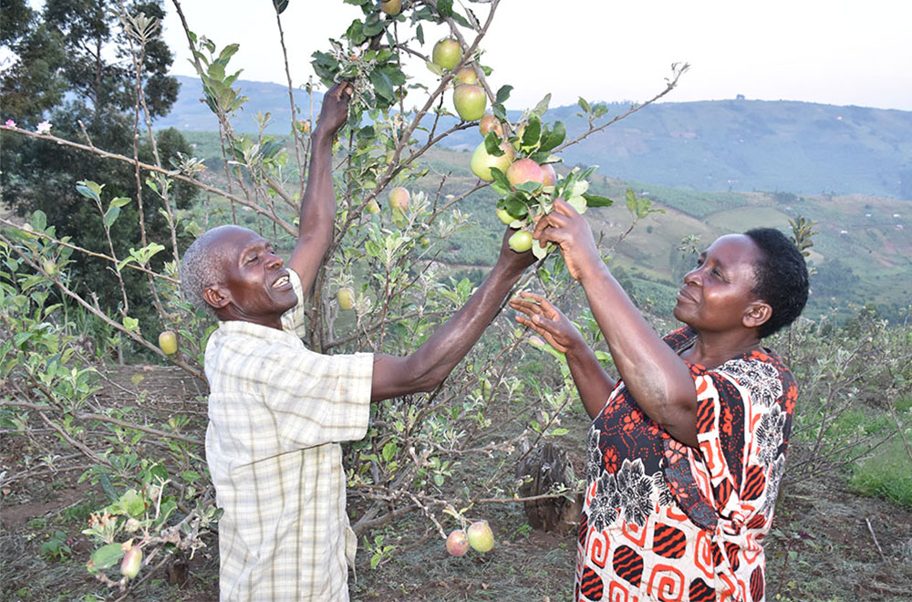 Retired teacher earns big from apples in Buhweju