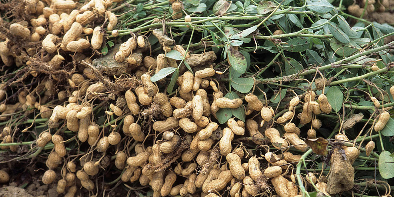 Ground Nuts National Agricultural Advisory Services