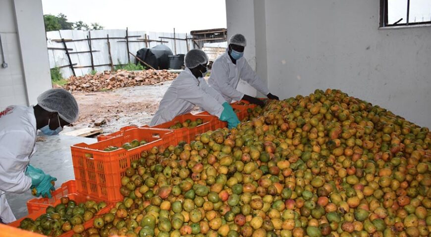 Yumbe Mango Processing Factory to be commissioned in December 2020