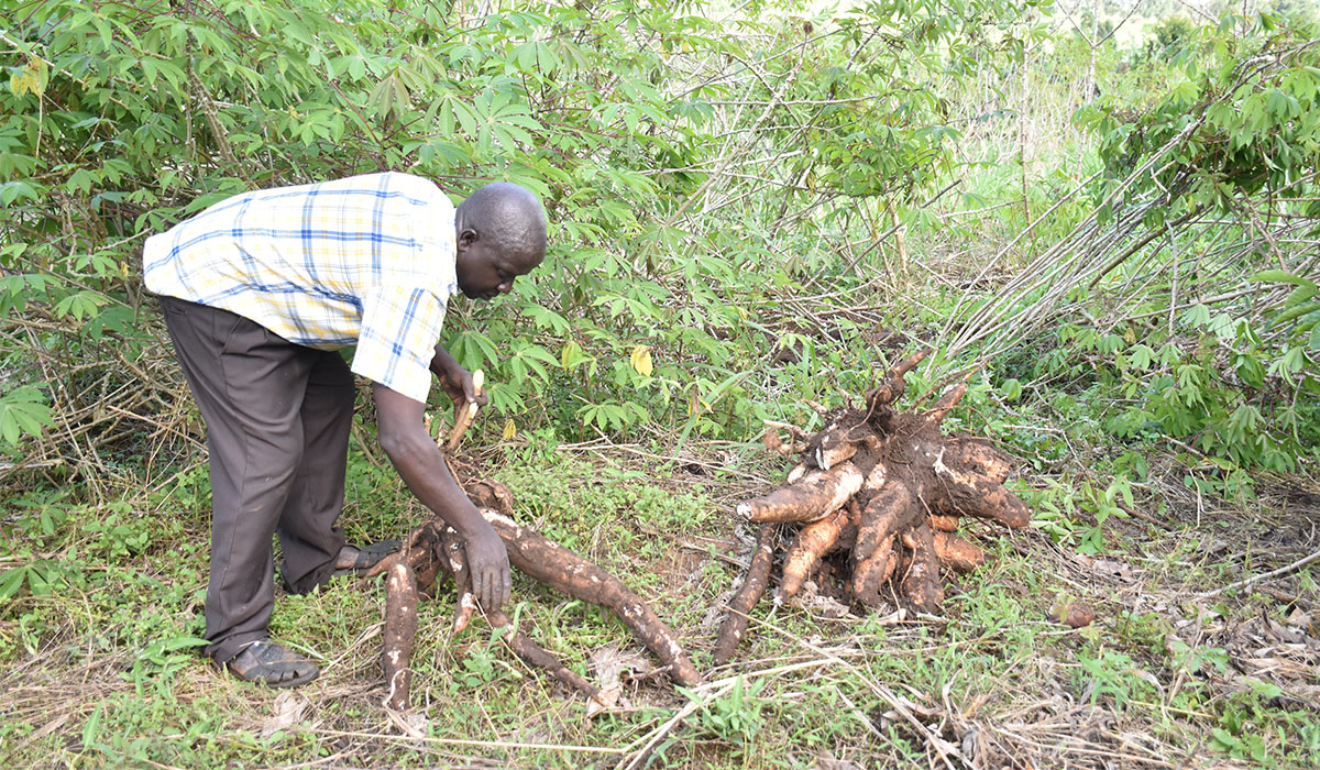 Cassava Production