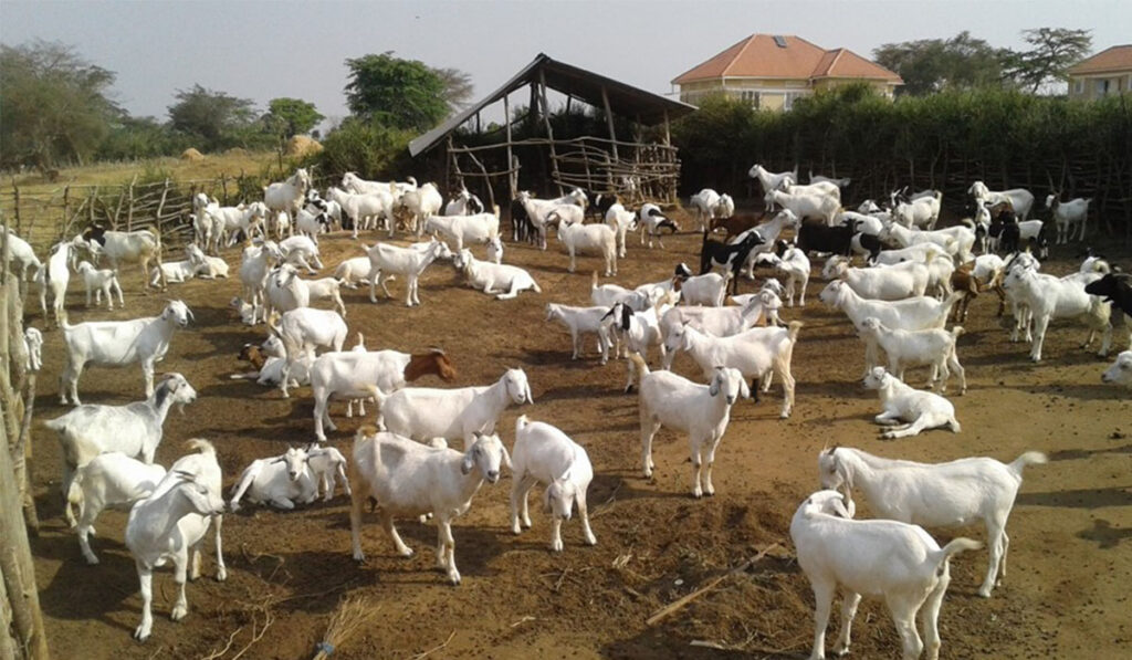 goat farming business plan uganda