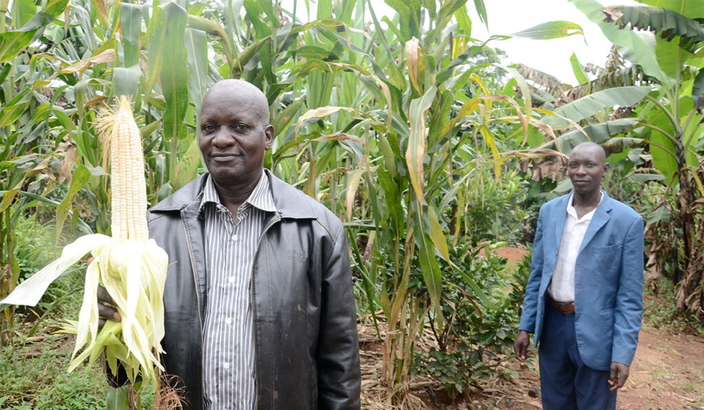 Profit Margins on Maize Production National Agricultural Advisory