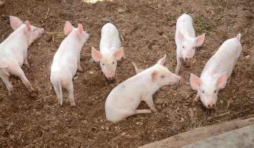 Piggery – National Agricultural Advisory Services