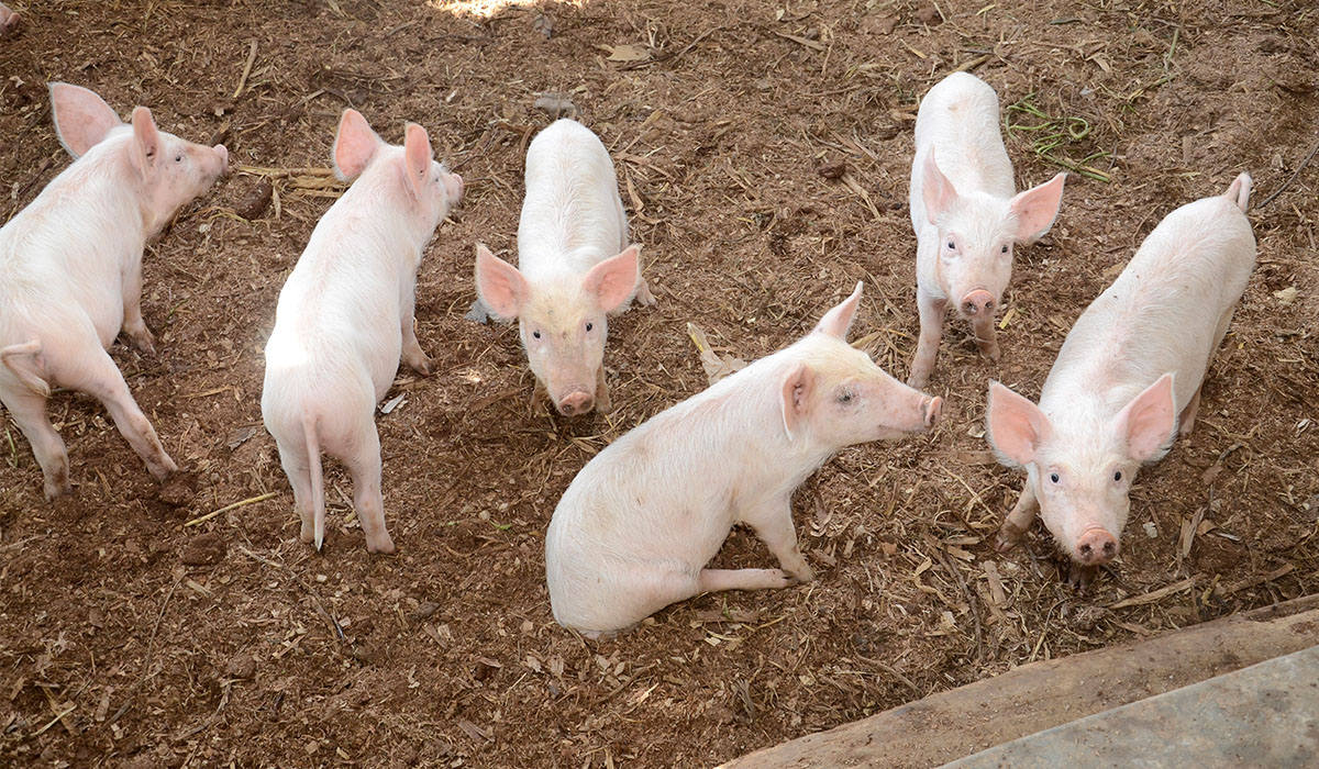 Piggery - National Agricultural Advisory Services