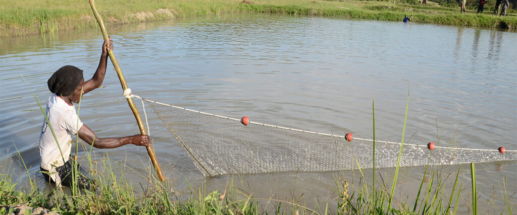 pond-management-national-agricultural-advisory-services