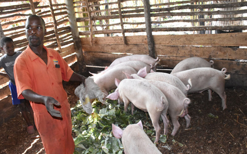 Wasswa and Nkoba transform their household income through piggery farming