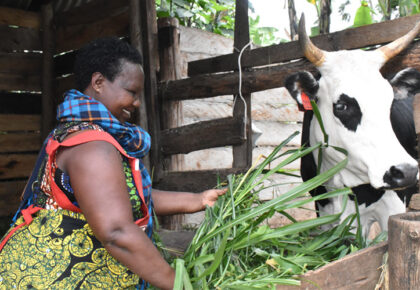 Heifer improves nutrition and income in Mugisa’s home