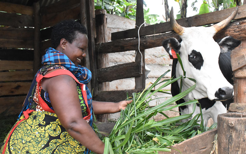 Heifer improves nutrition and income in Mugisa’s home