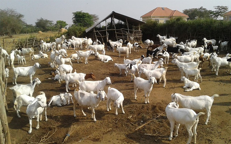 Goats Farming
