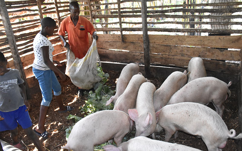 Pig farming 