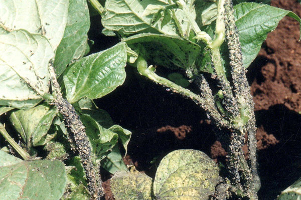 Groundnuts Aphids