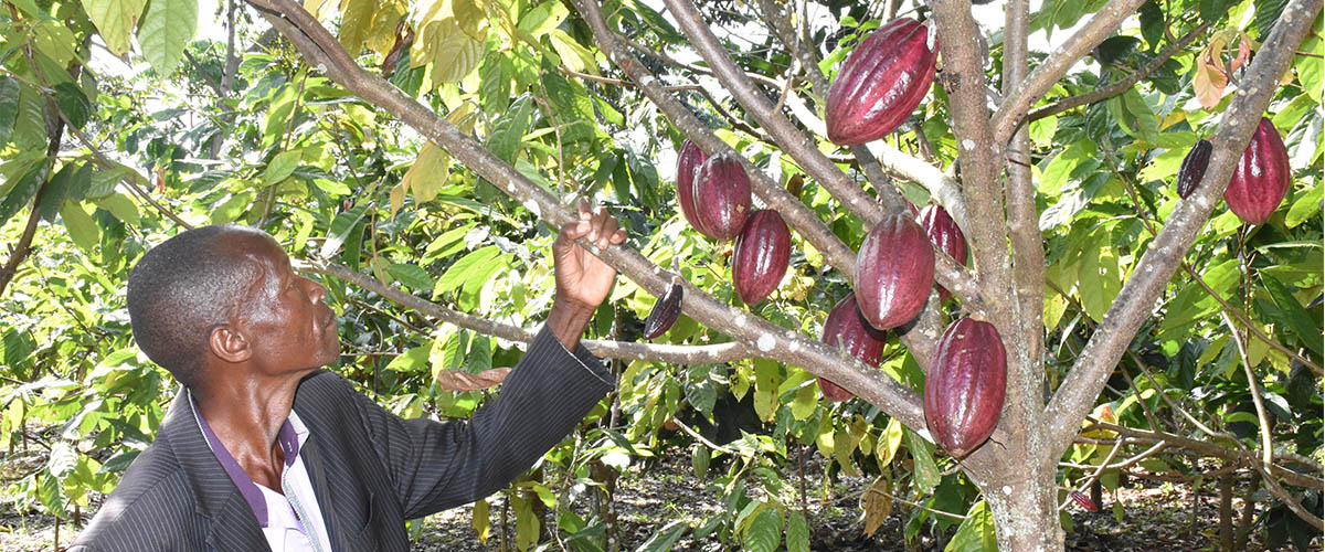 Cocoa Production in Uganda