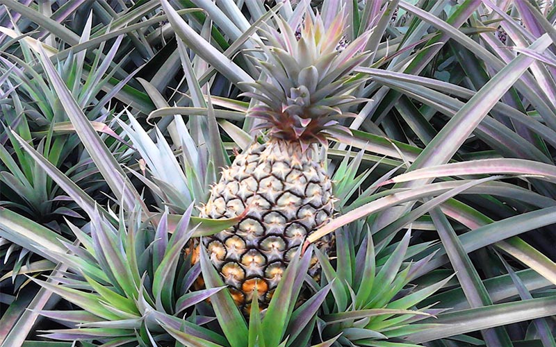 Pineapple Insects, Pests and Diseases