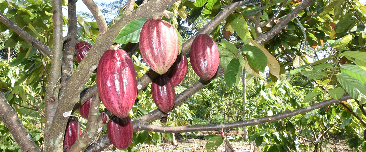 Cocoa Production