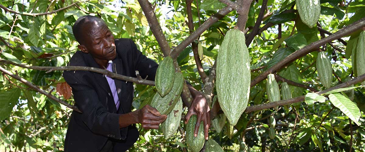 How to Harvest Cocoa