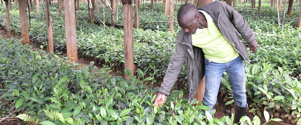 Distribution Of Tea Seedlings National Agricultural Advisory Services