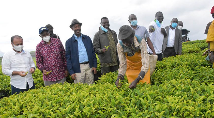 NAADS interventions in the tea Sector Attract Arab Investors