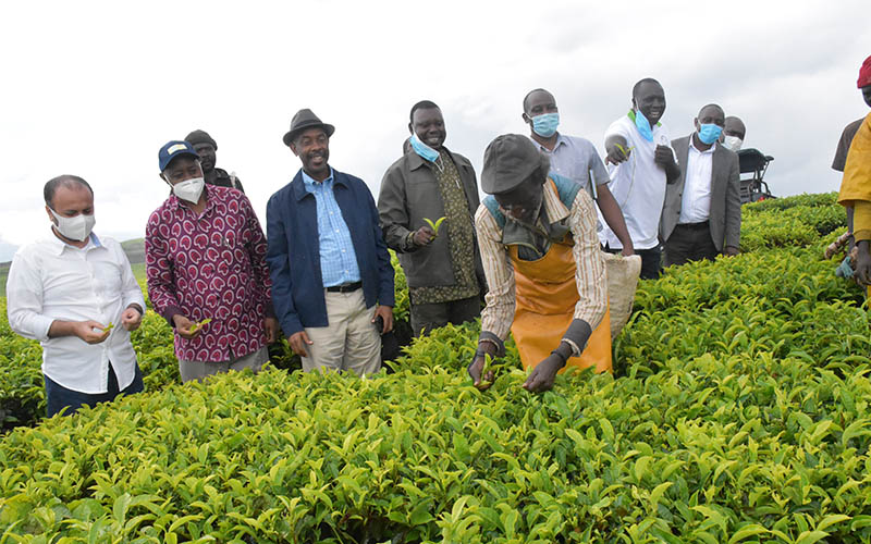 NAADS interventions in the tea Sector Attract Arab Investors