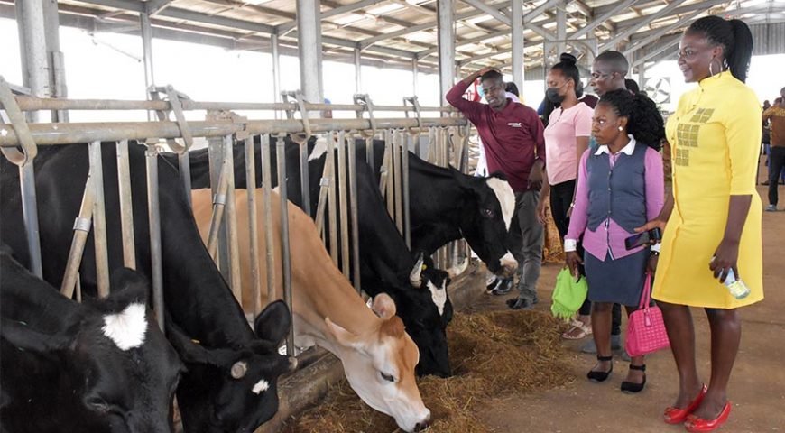 NAADS trains 540 youth leaders across the country in dairy farming in preparation to receive dairy cows