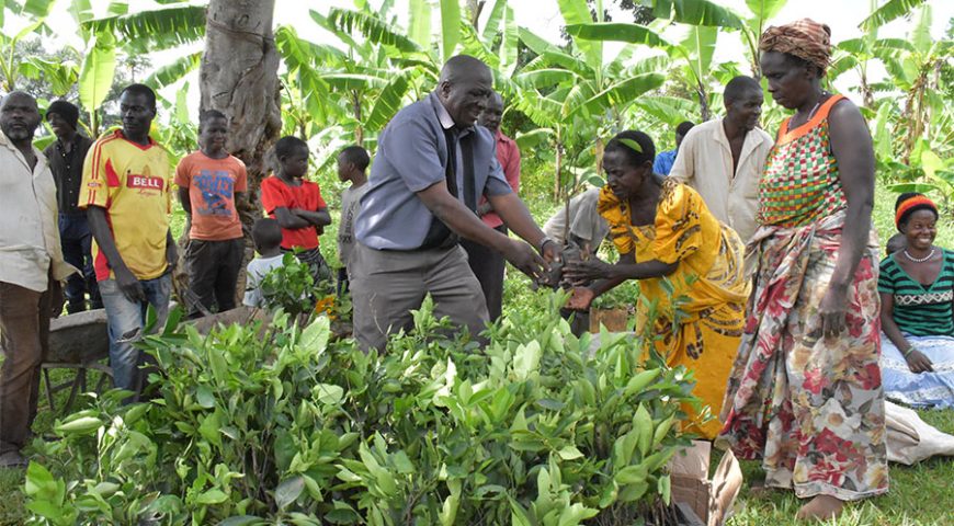Farmers receive planting materials from NAADS as rainy Season begins