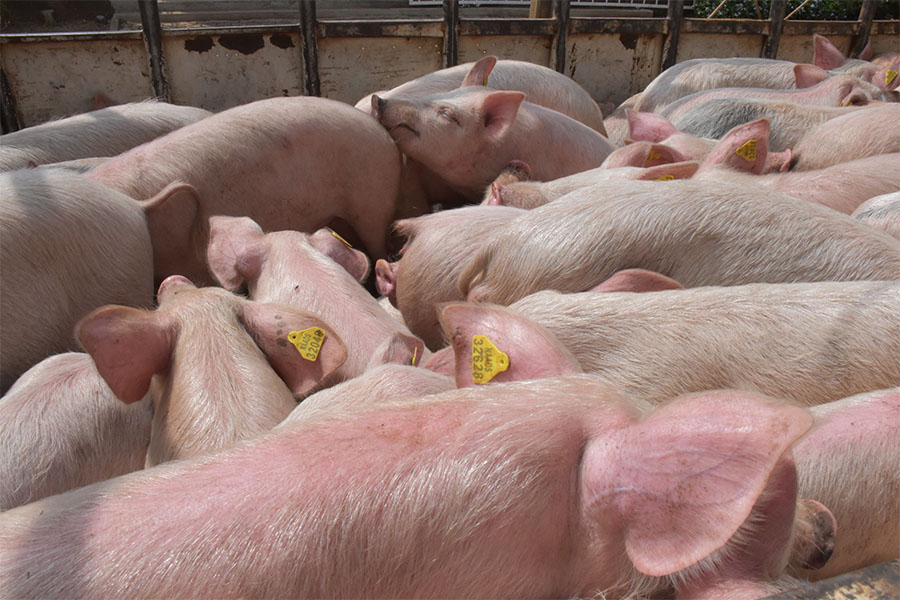 Farmers in Busoga receive 501 improved pigs from NAADS
