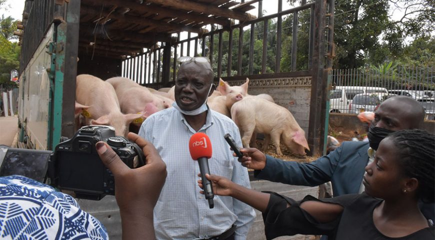 Farmers in Busoga receive 501 improved pigs from NAADS