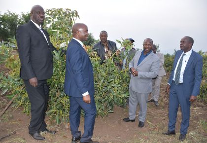 Ugandans urged to embrace Hass avocado and macadamia to improve incomes