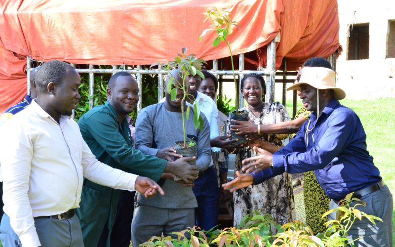 NAADS distributes HASS avocado & Macadamia Seedlings worth Ush 1.5B to farmers.