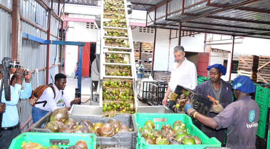 UGANDA BEGINS EXPORT OF AVOCADO OIL TO EUROPE.