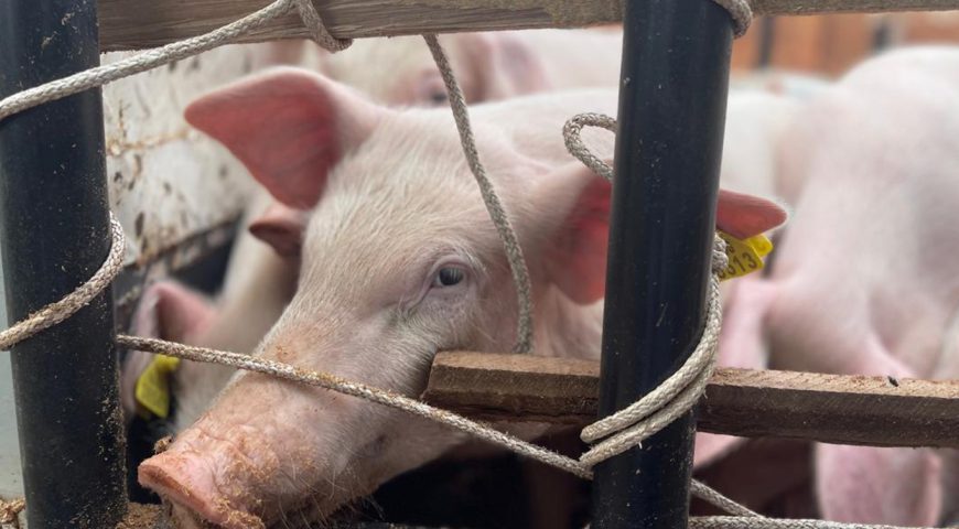 NAADS Distributes Over 3,000 Pigs to Farmers Across the Country