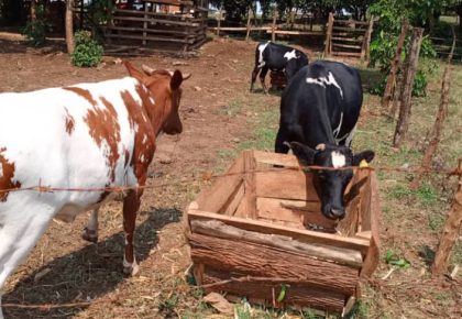 Church of Uganda Agriculture Program Transforming Busoga Diocese