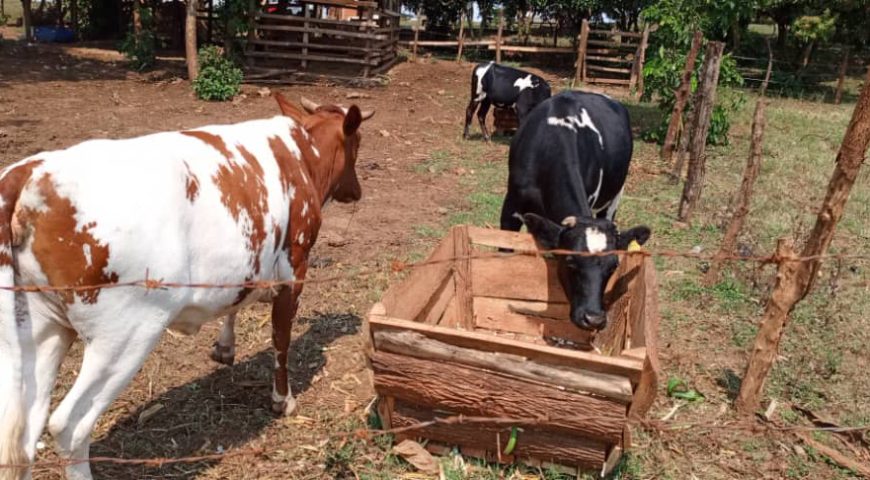 Church of Uganda Agriculture Program Transforming Busoga Diocese